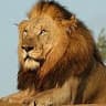 Shumba